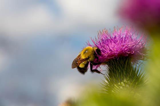 Photo of a bee pollinating a flower